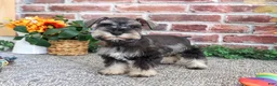 Miniature Schnauzer dogs for sale: Sandy - Ad 2