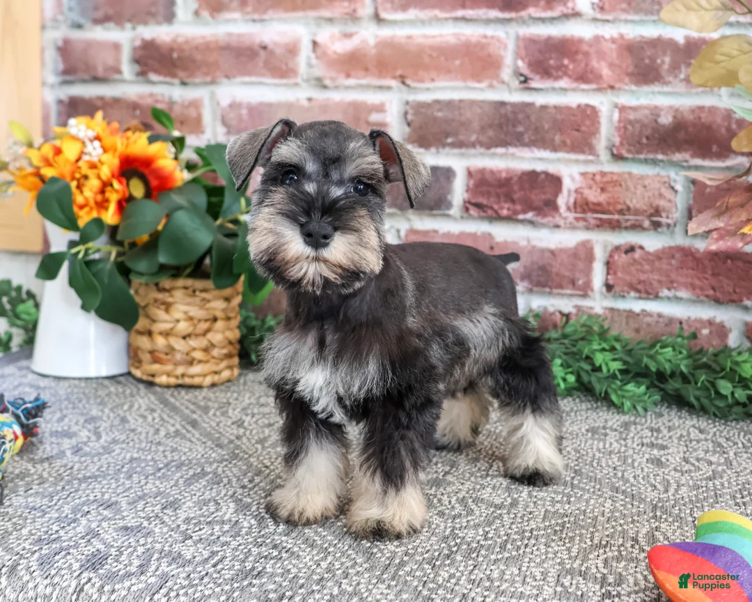 Miniature Schnauzer dogs for sale: Sandy - Ad 2