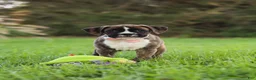 Boxer dogs for sale: Lacy - Ad 10