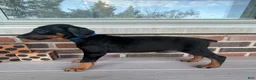 Doberman Pinscher dogs for sale: Angel - Ad 1