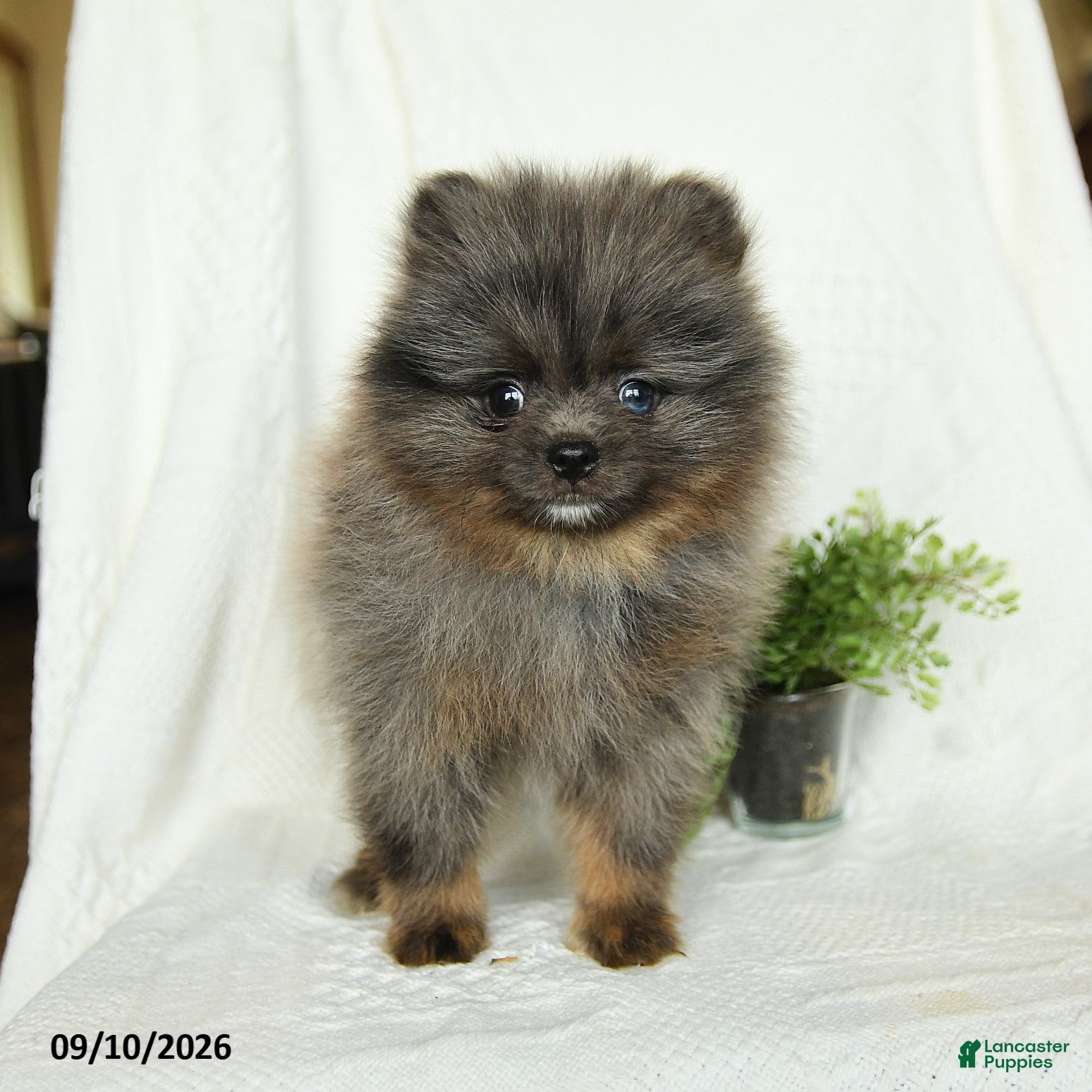 Pomeranian dogs Harley - Ad 2
