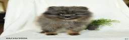 Pomeranian dogs for sale: Harley - Ad 2