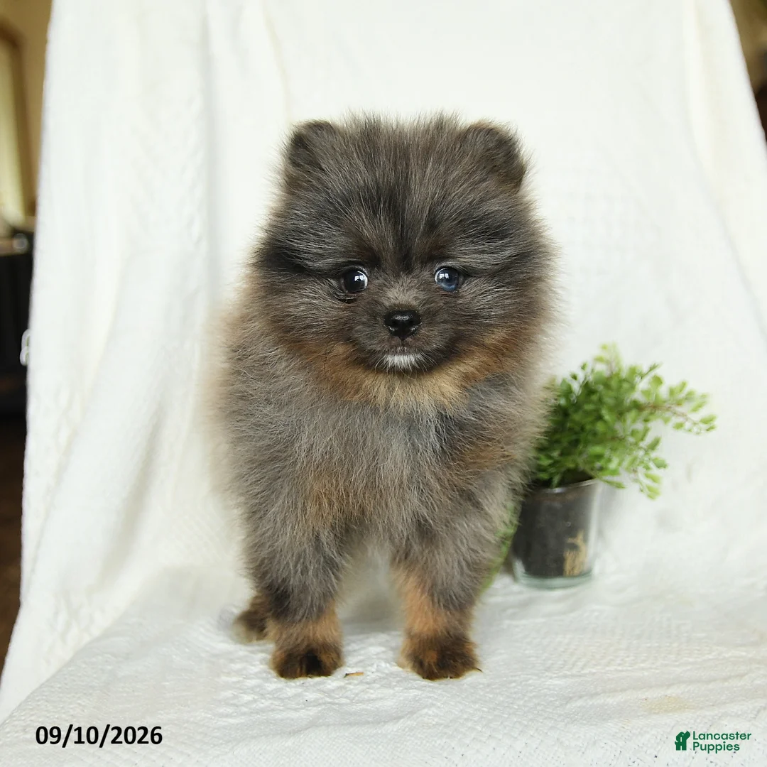 Pomeranian dogs for sale: Harley - Ad 2