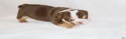 English Bulldog dogs for sale: Owen Grant - Ad 3