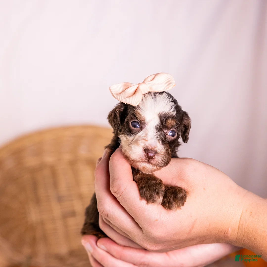 Bernedoodle dogs for sale: Haven - Ad 2