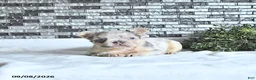 French Bulldog dogs for sale: Della - Ad 5