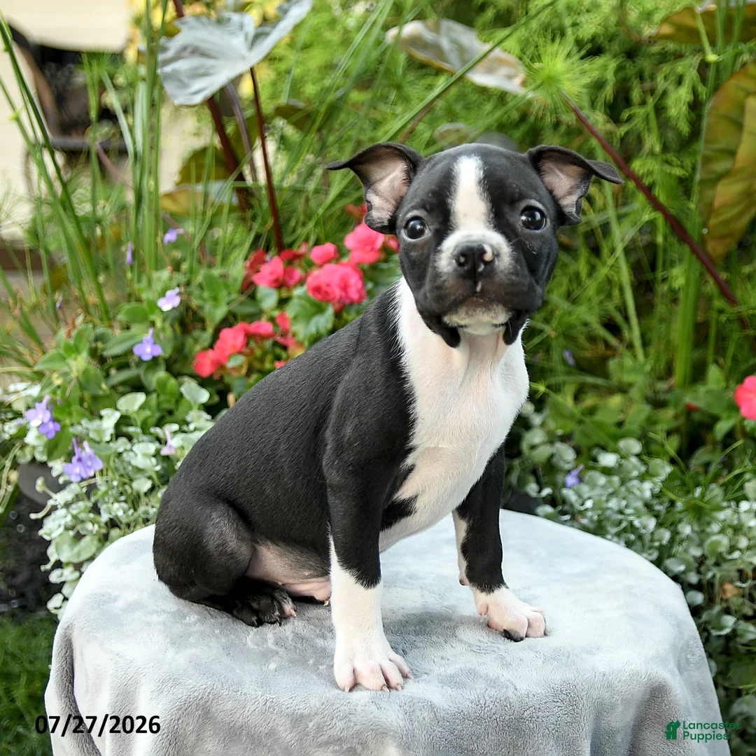 Boston Terrier dogs for sale: Becket - Ad 5
