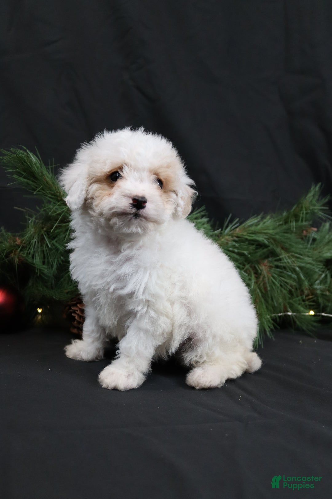 Cavapoo dogs for sale: Joy - Ad 2
