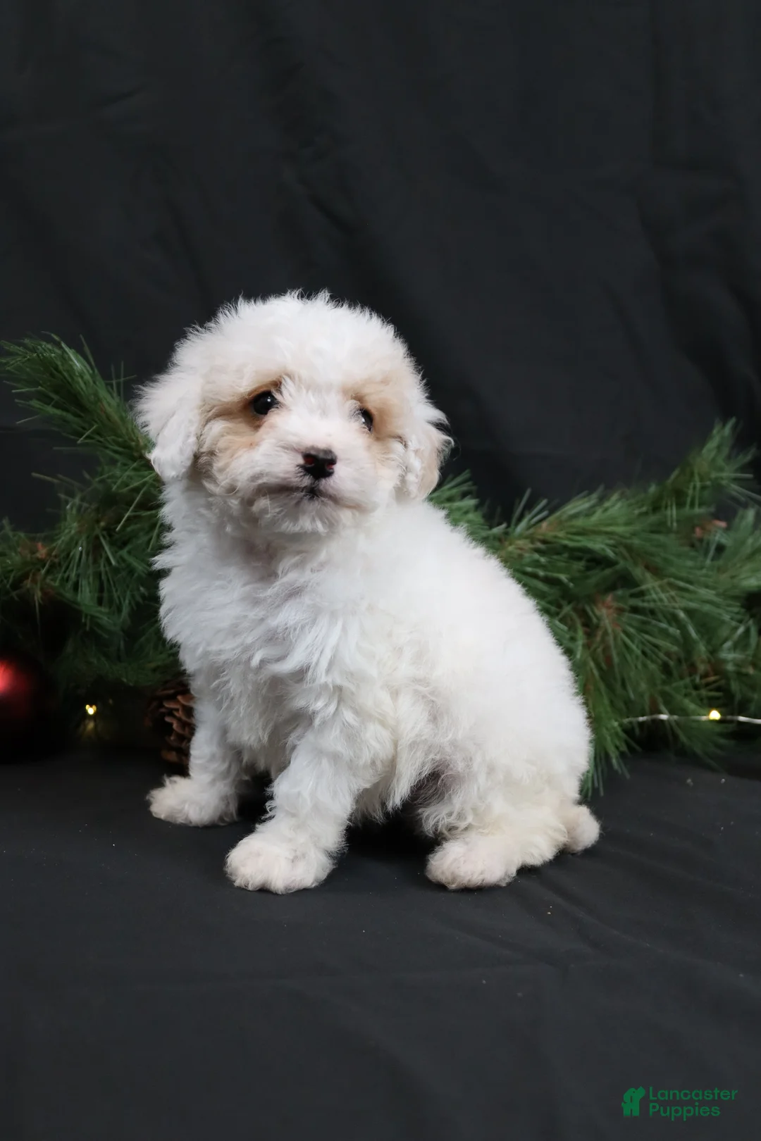 Cavapoo dogs for sale: Joy - Ad 3