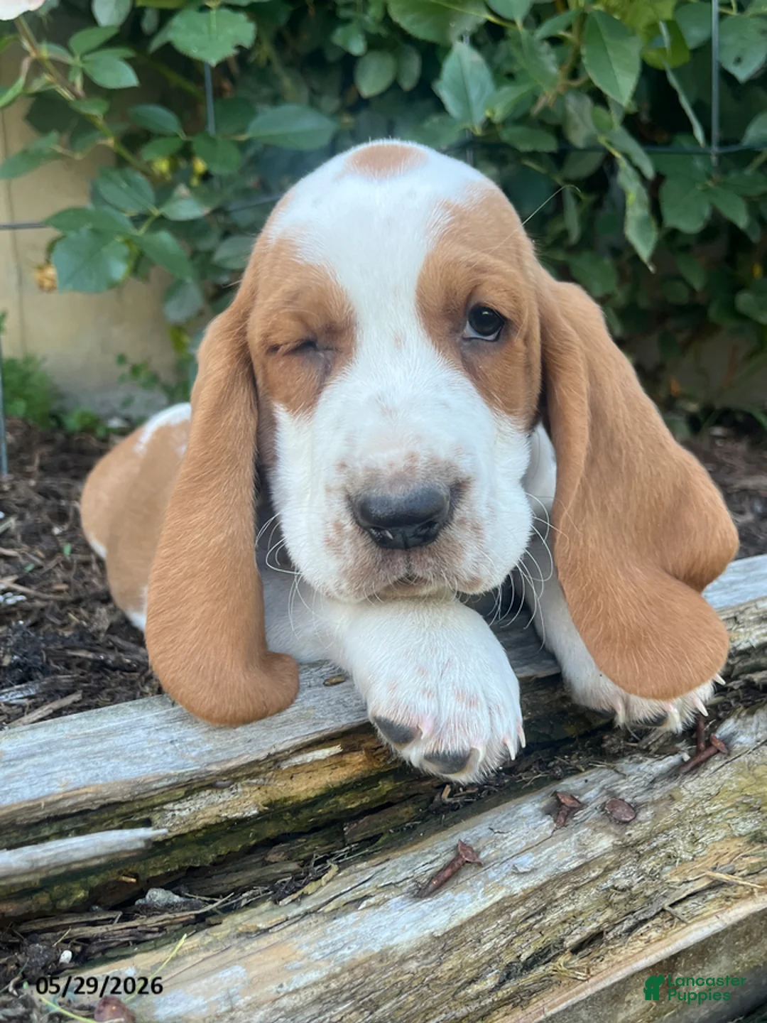 Basset Hound dogs for sale: Juno - Ad 5