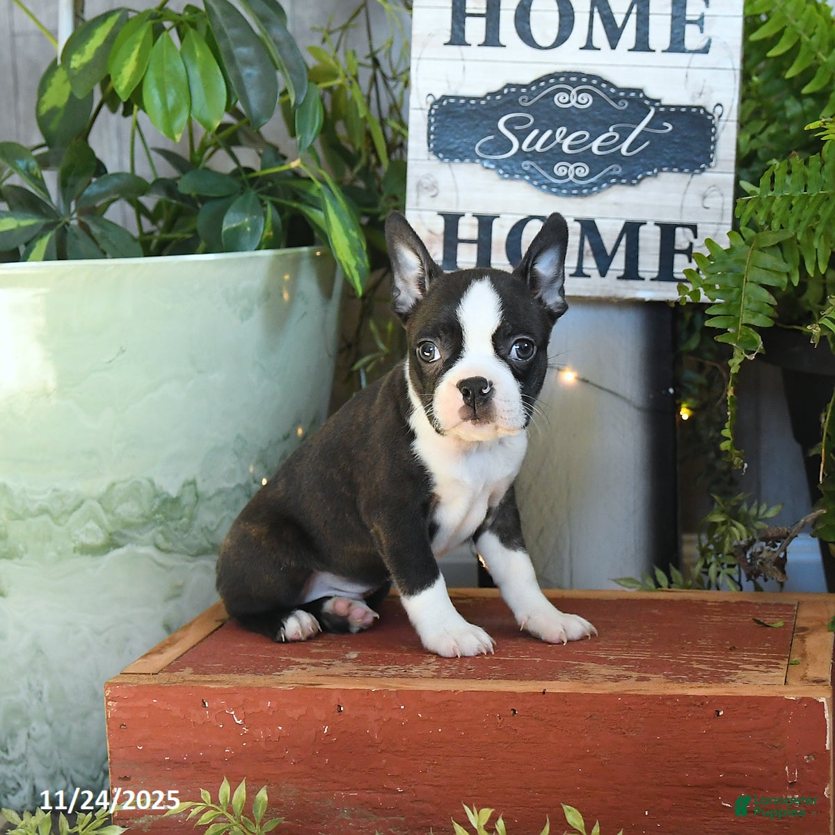 Boston Terrier dogs Lucky - Ad 9