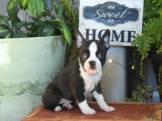 Boston Terrier dogs Lucky - Ad 16