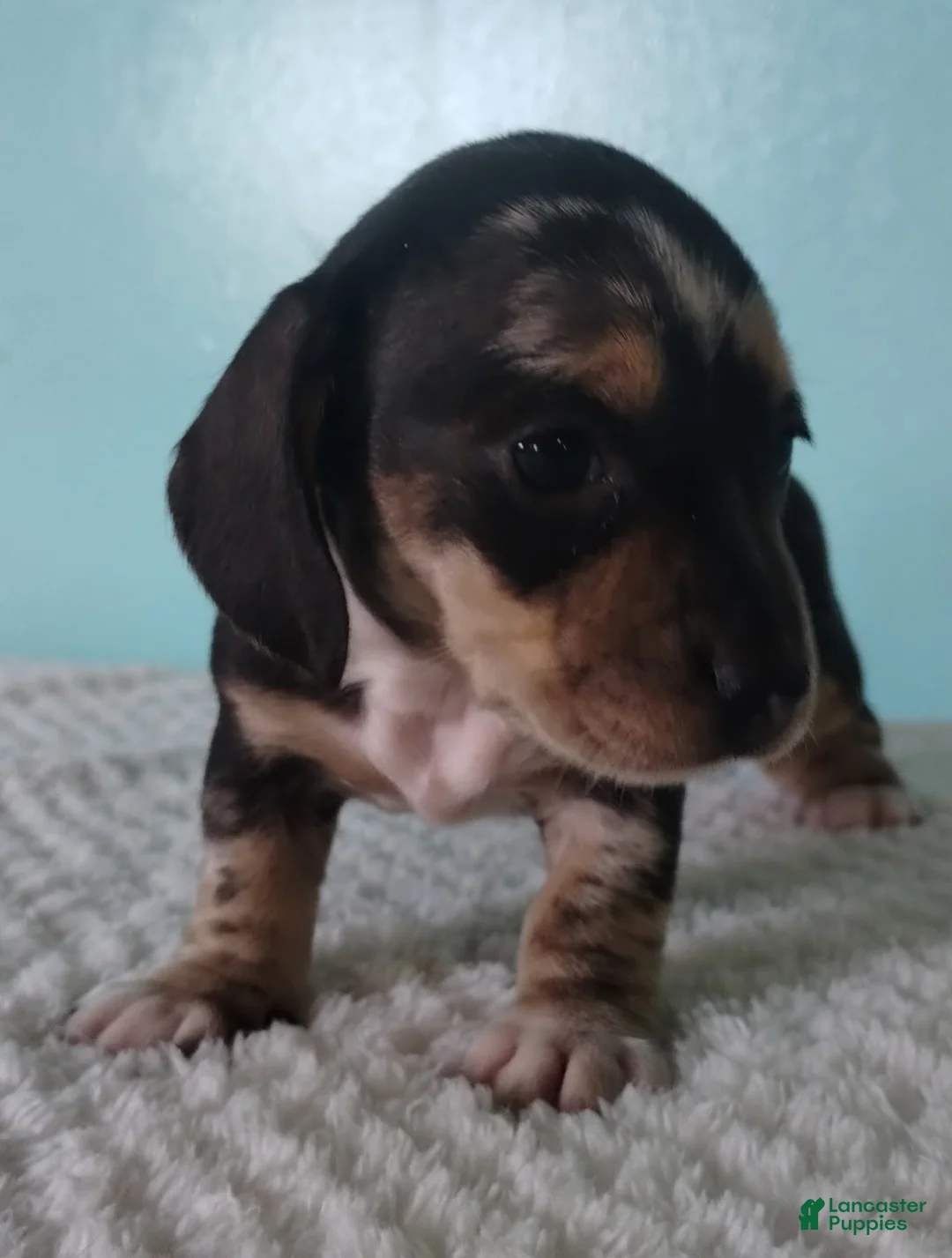 Miniature Dachshund dogs for sale: Flora - Ad 16