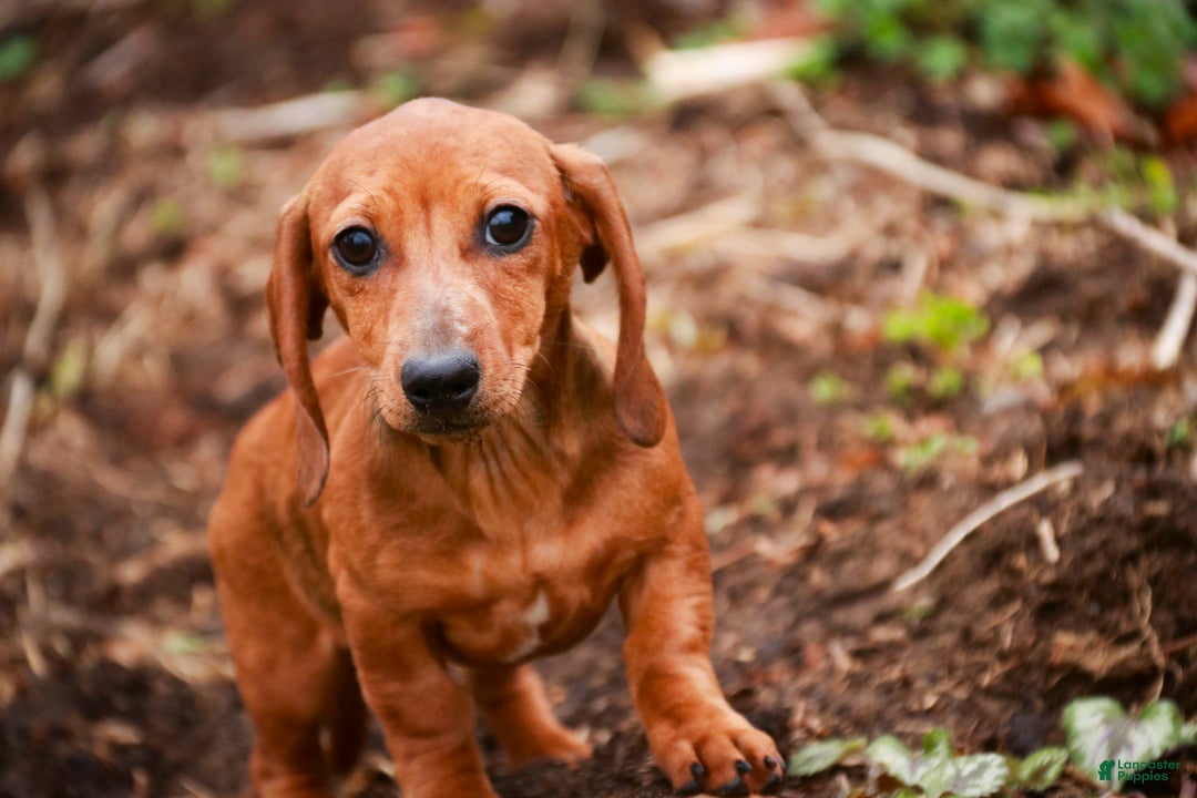 Miniature Dachshund dogs for sale: Rory - Ad 1
