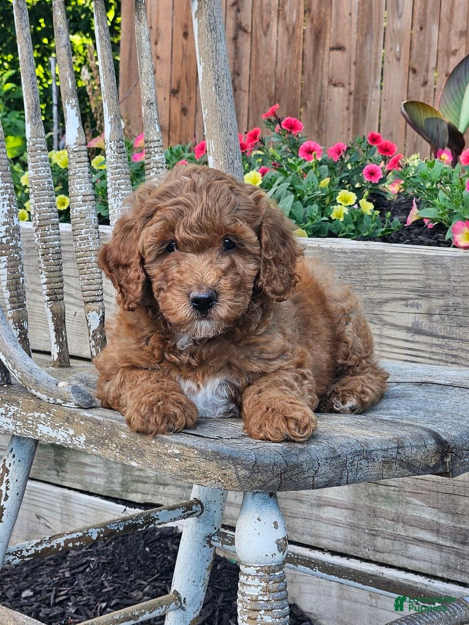 Mini Goldendoodle dogs Cuddles  - Ad 1