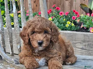 Mini Goldendoodle dogs for sale: Cuddles - Ad 3