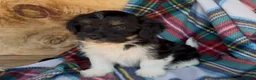 Havanese dogs for sale: Austin - Ad 4
