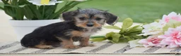 Dorkie dogs for sale: Layla - Ad 3
