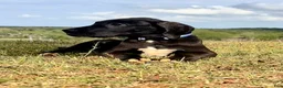 Great Dane dogs for sale: Euro Black Austin  - Ad 3