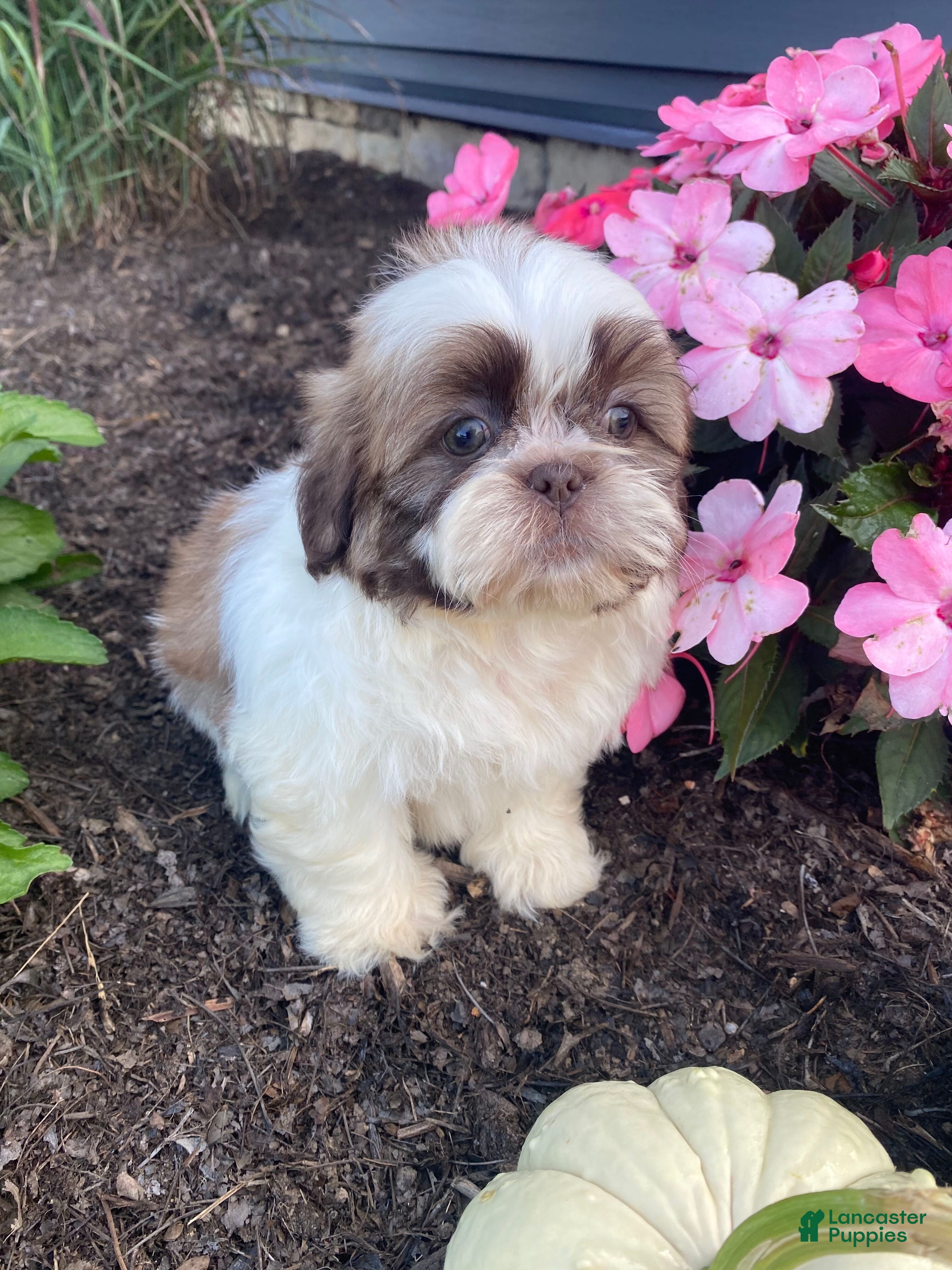 Shih Tzu dogs Ivy - Ad 1