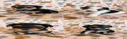 Morkie dogs for sale: Cash - Ad 7