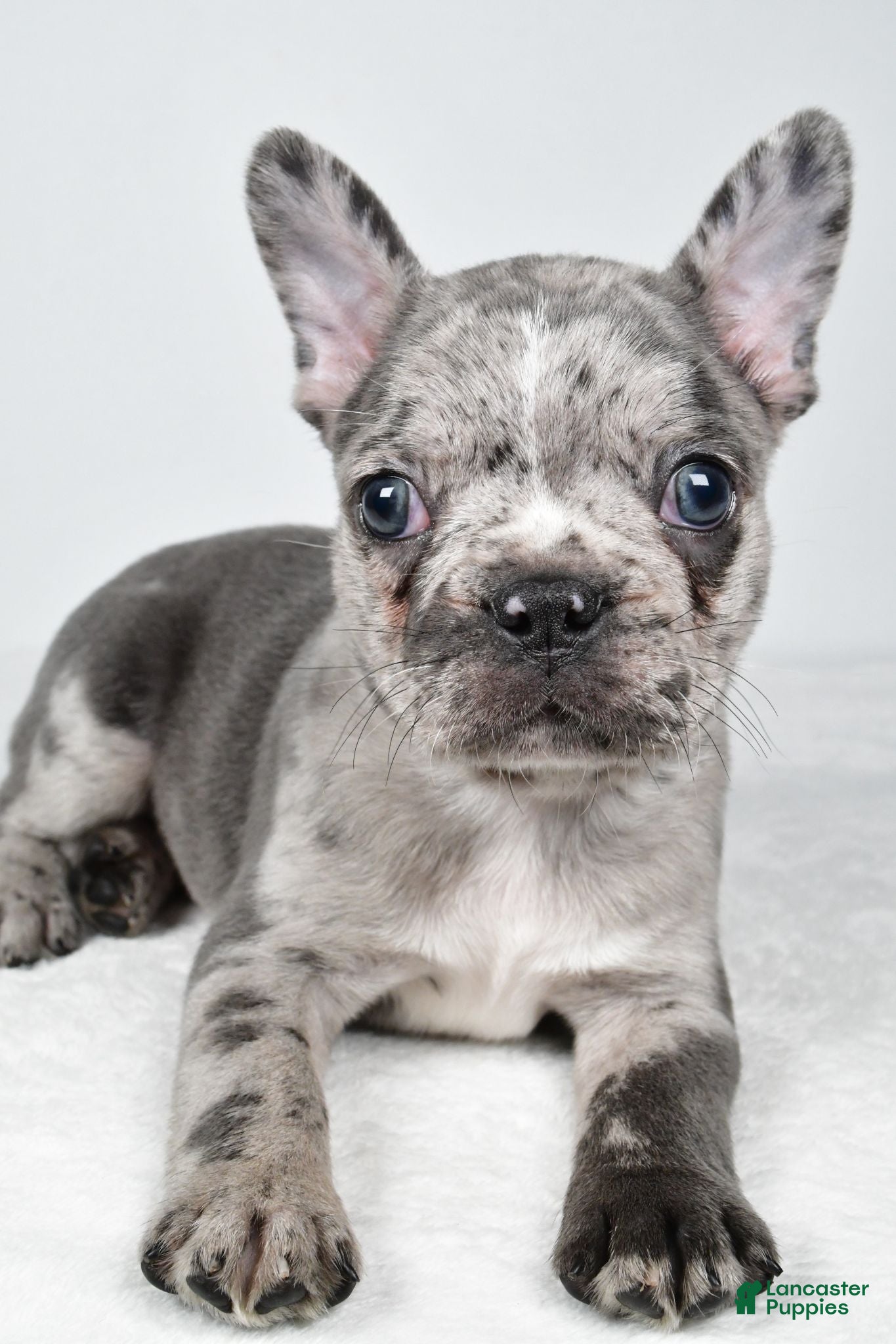 Frenchton dogs Franklin - Ad 2