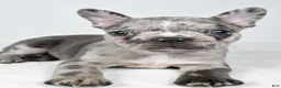 Frenchton dogs for sale: Franklin - Ad 2