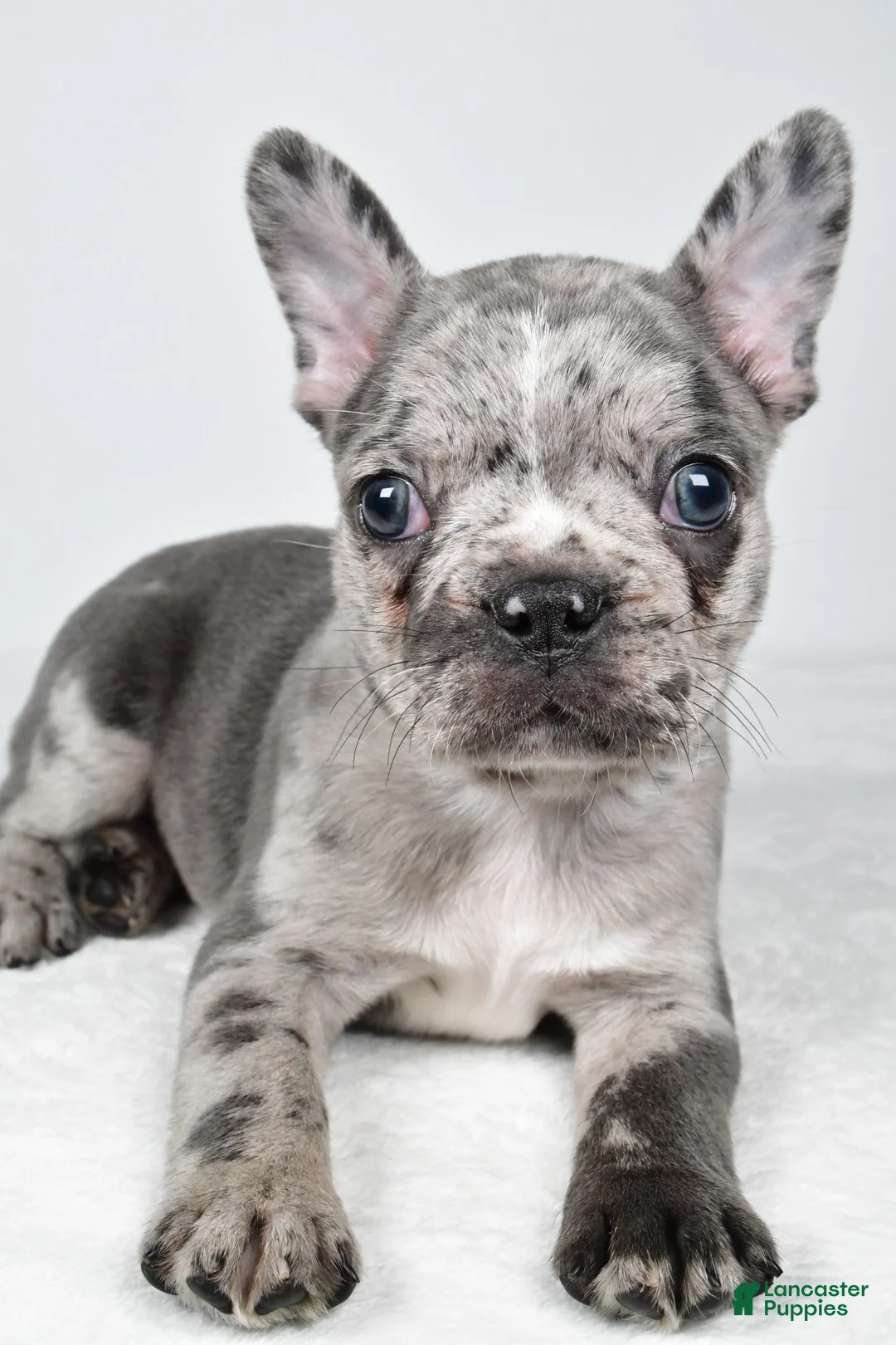 Frenchton dogs for sale: Franklin - Ad 2