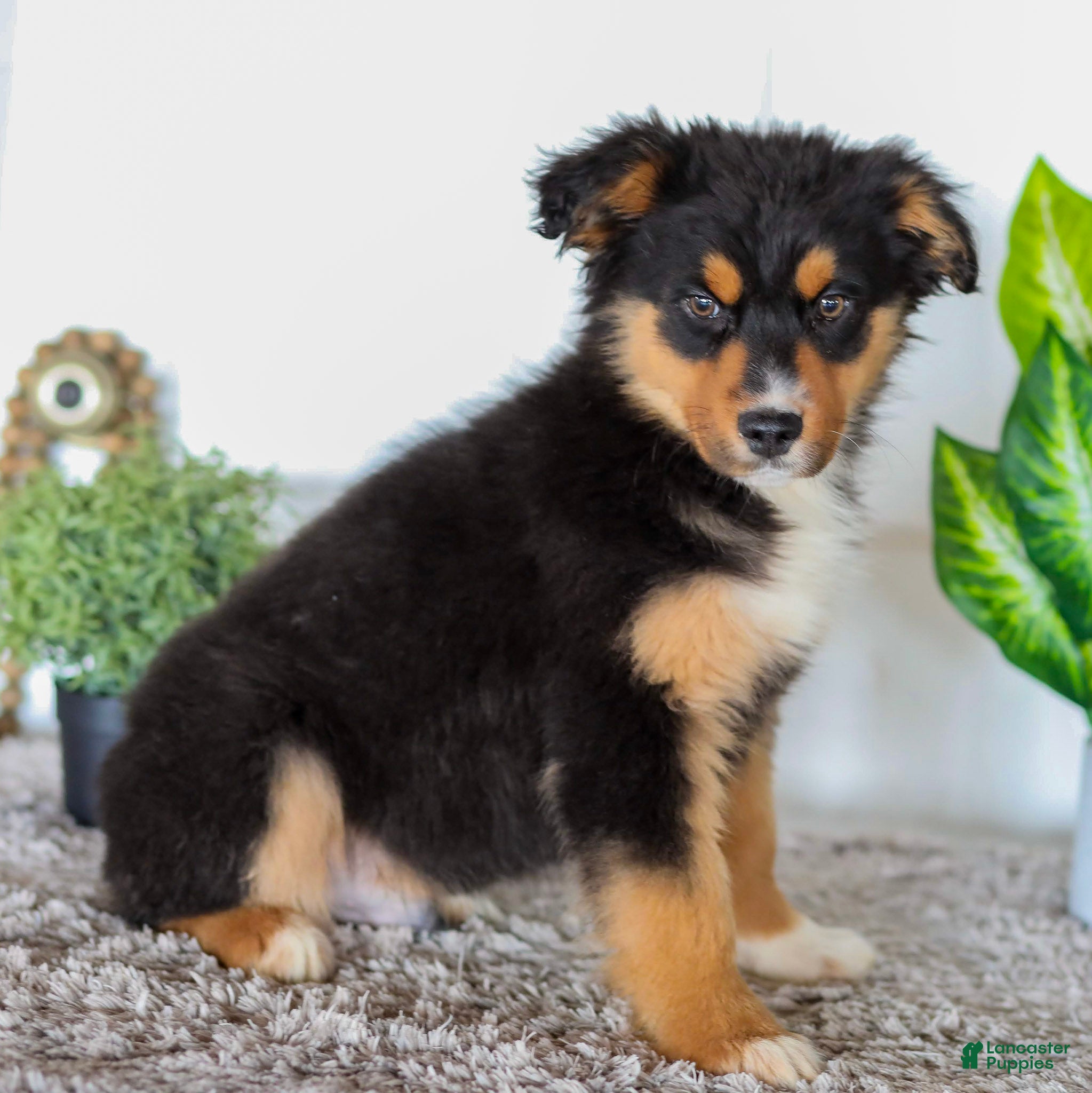 Australian Shepherd dogs Eddie - Ad 2