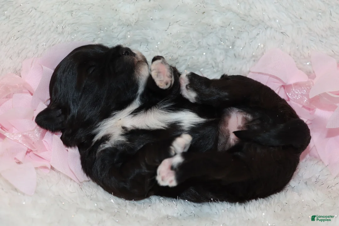 Shihpoo dogs for sale: Mary - Ad 3