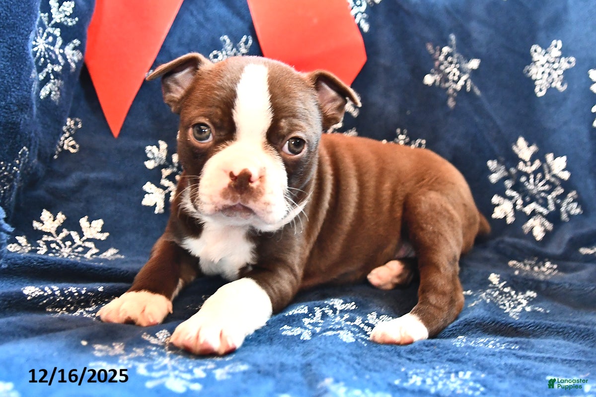 Boston Terrier dogs Akela - Ad 14