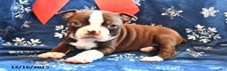 Boston Terrier dogs for sale: Akela - Ad 1
