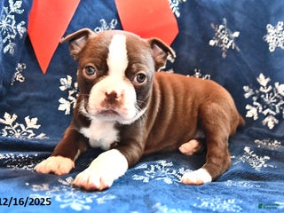 Boston Terrier dogs Akela - Ad 39