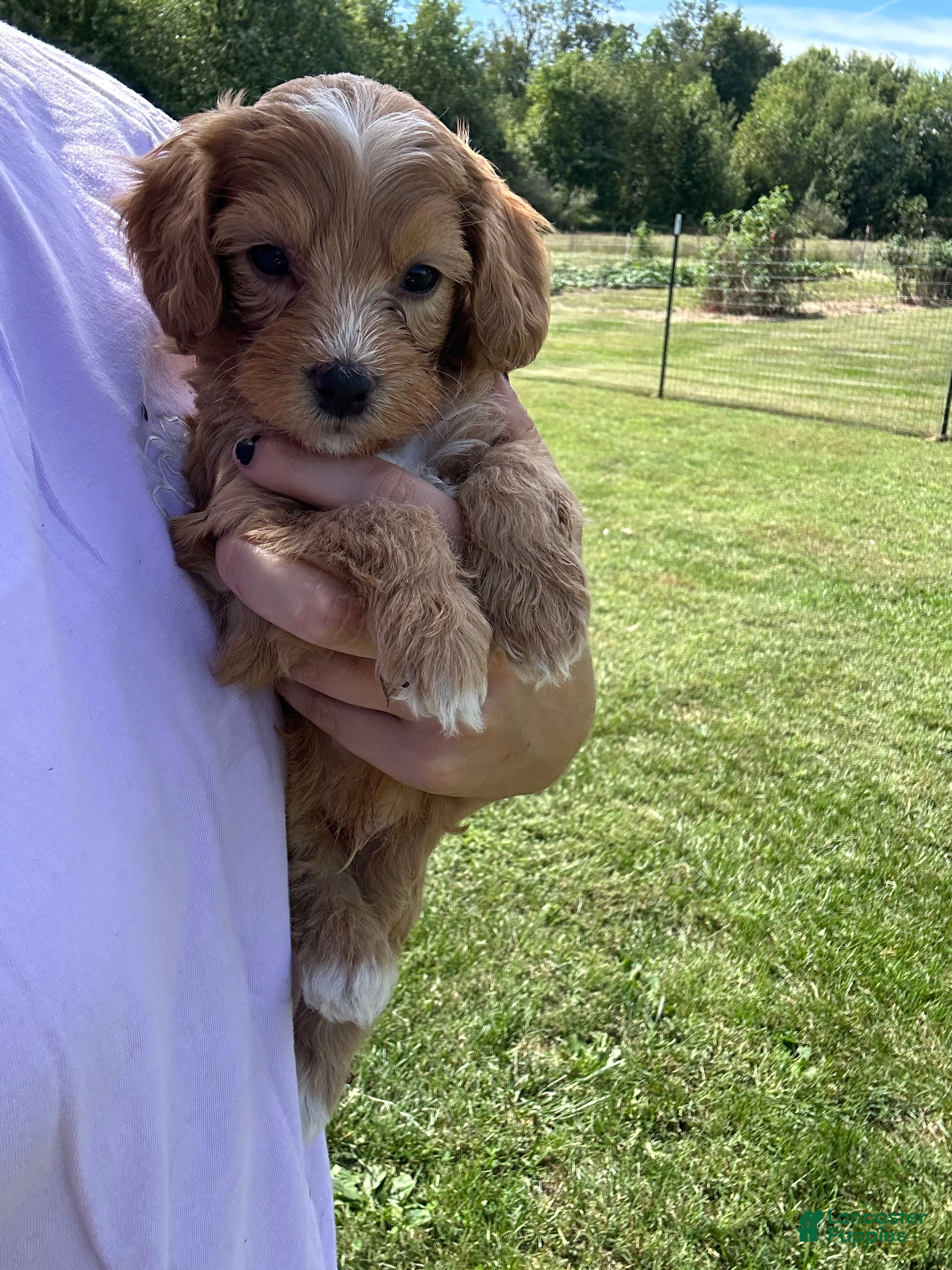 Mini Bernedoodle dogs Biscuit  - Ad 29