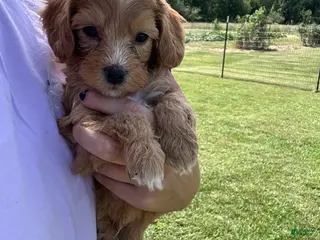 Mini Bernedoodle dogs Biscuit - Ad 29