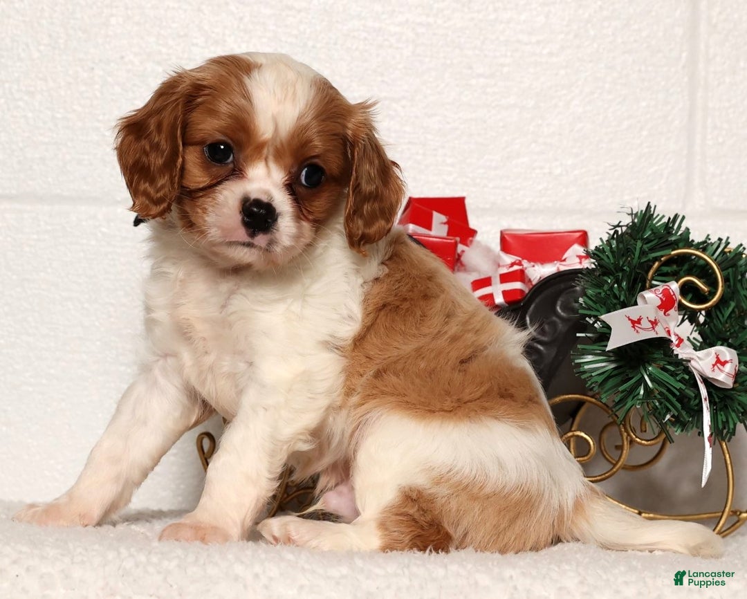 Cavapoo dogs for sale: George - Ad 5