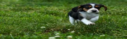 Beagle dogs for sale: 💕Millie Mae 🐶 - Ad 4