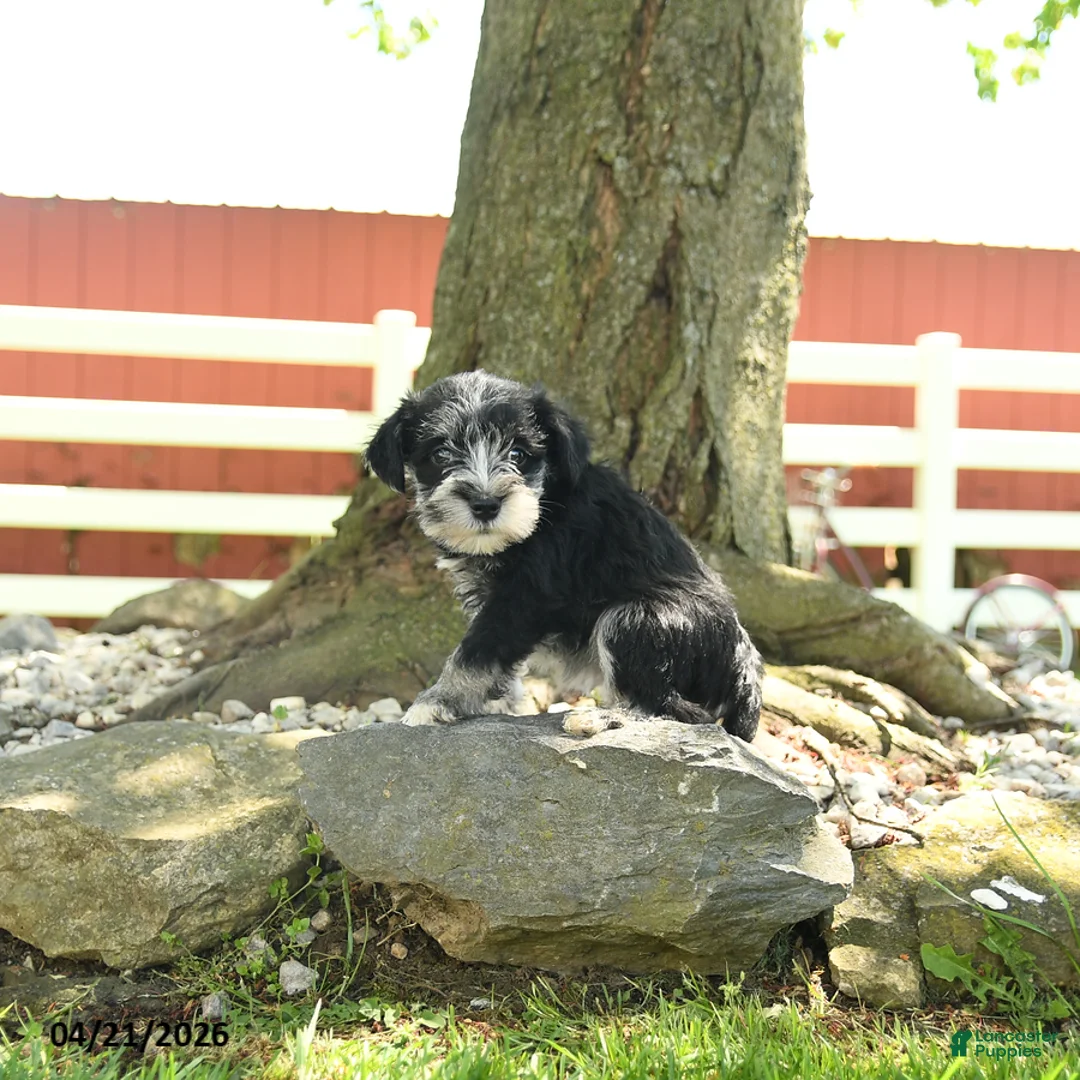 Miniature Schnauzer dogs for sale: Lola - Ad 3