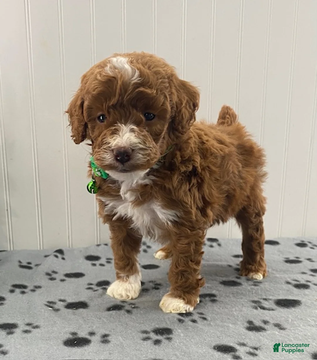 Miniature Poodle dogs for sale: Piper - Ad 1
