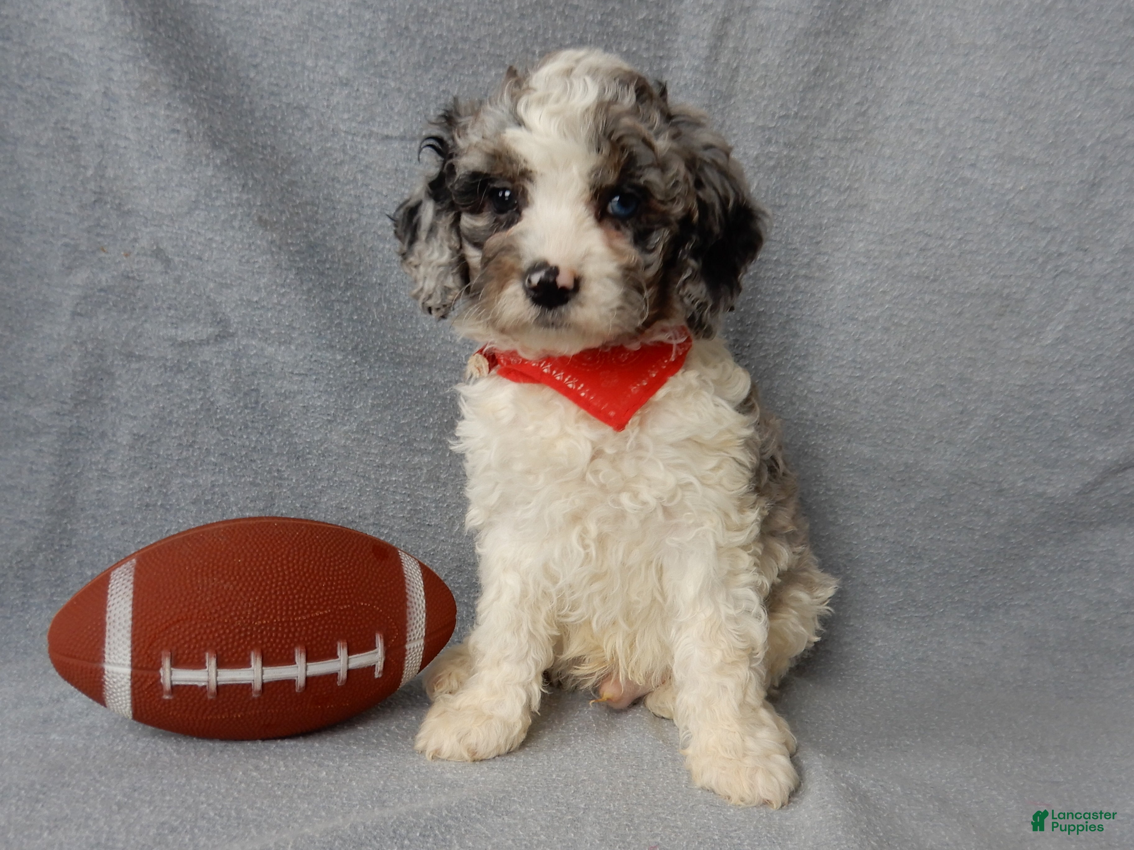 Cockapoo dogs Atlas - Ad 19