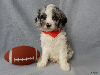 Cockapoo dogs Atlas - Ad 19