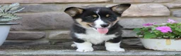 Welsh Corgi Pembroke dogs for sale: Diesel - Ad 3
