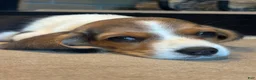 Beagle dogs for sale: Duke - Ad 3
