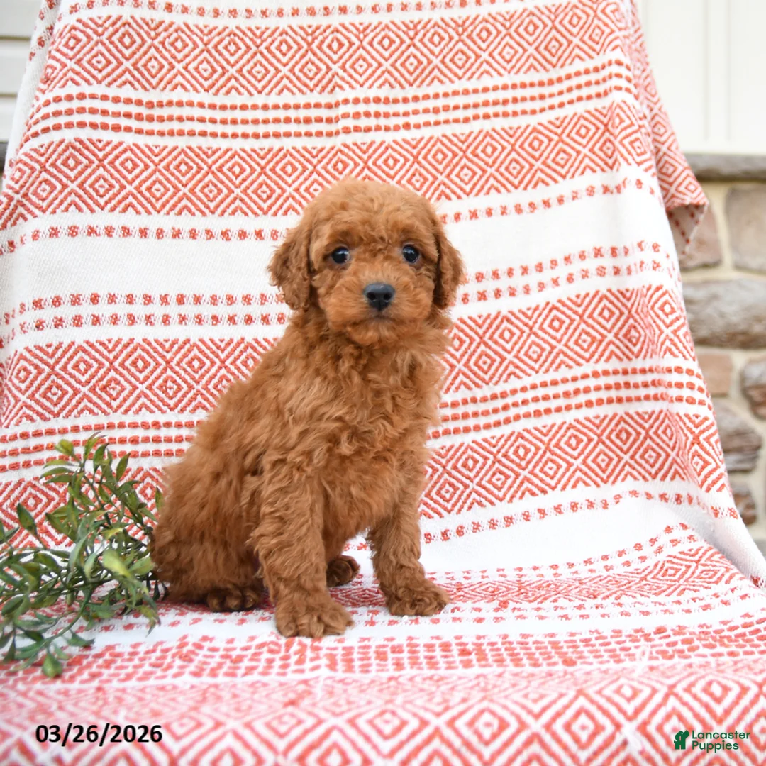 Cockapoo dogs for sale: Bernard - Ad 1