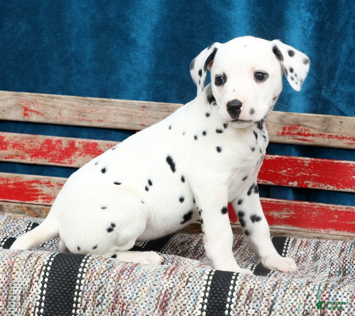 Dalmatian dogs Layla - Ad 2