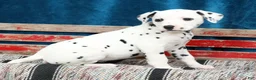 Dalmatian dogs for sale: Layla - Ad 2