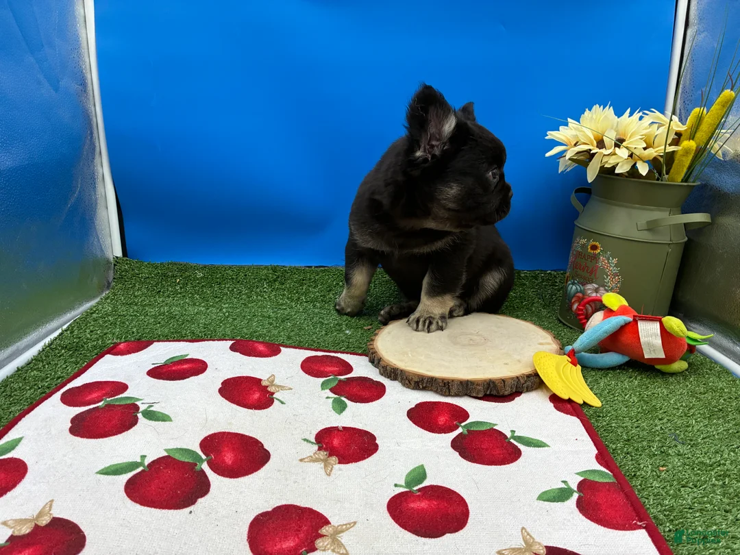 French Bulldog dogs for sale: French Bulldog 1 - Ad 1
