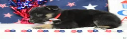Mixed Breed dogs for sale: Pine  - Ad 7