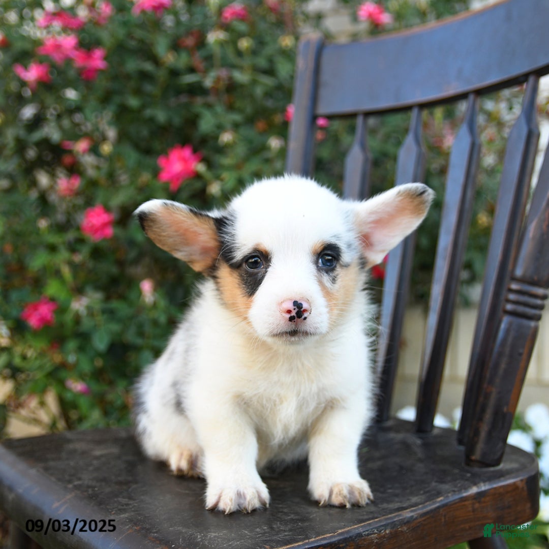 Welsh Corgi Pembroke dogs for sale: Carter - Ad 3