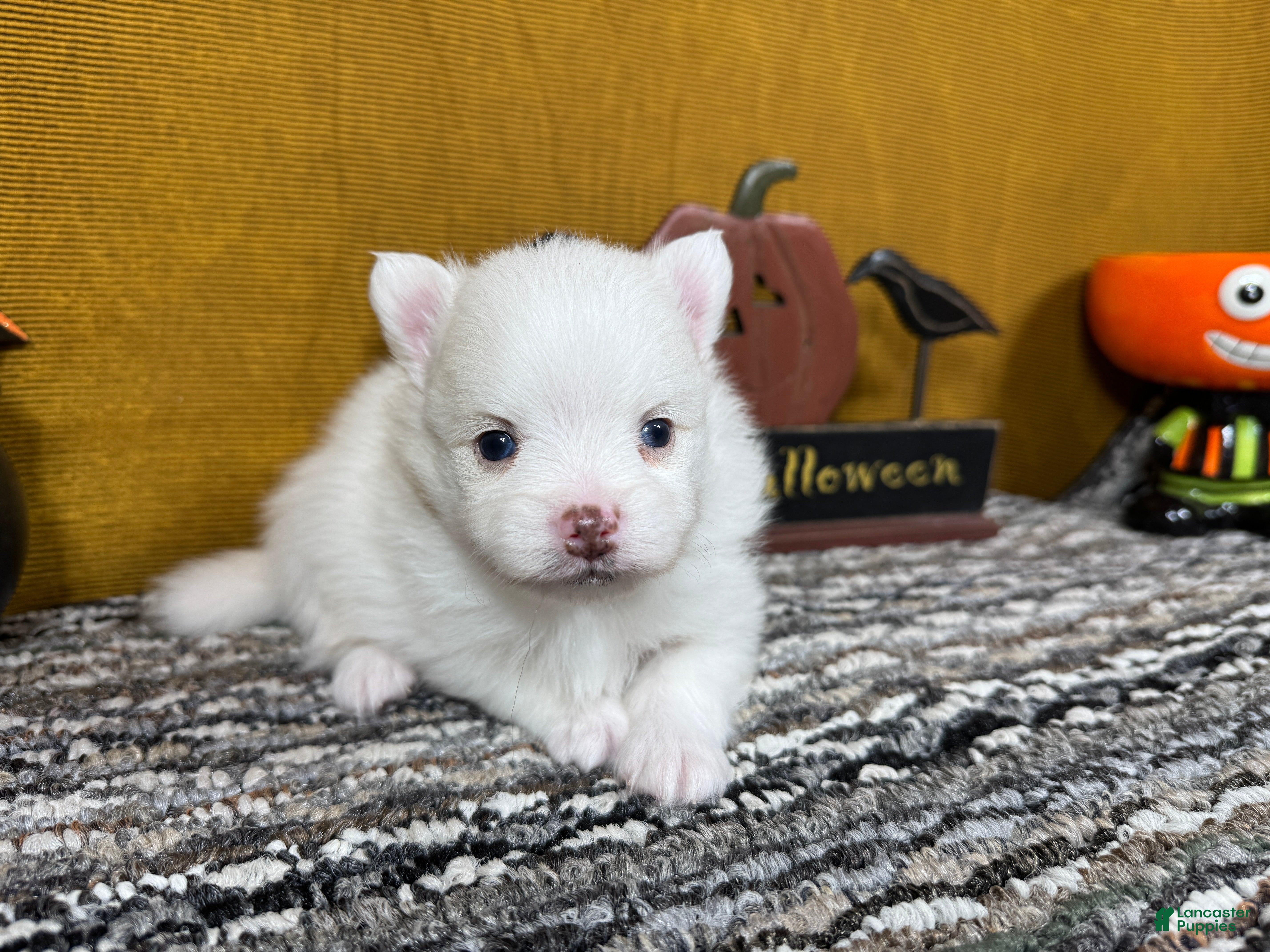 Pomeranian dogs for sale: Pomeranian 2 - Ad 42